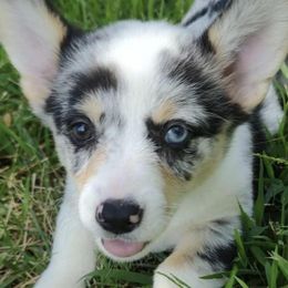 American Corgis and Pembroke Welsh Corgis from CC’s Corgis