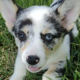 American Corgis and Pembroke Welsh Corgis from CC’s Corgis