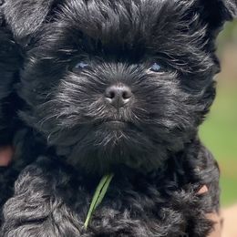 Boy 1 - Black Affenpinscher puppy in Oklahoma from Ter’Avalon Kennel