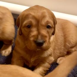 Golden Retriever and Labrador Retriever Puppies from All Around Retrievers LLC