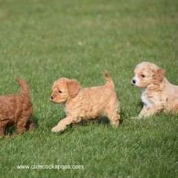 Cockapoo Puppies from Cute Cockapoos