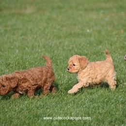Cockapoo Puppies from Cute Cockapoos