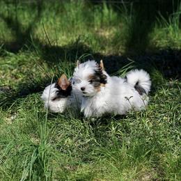 Biewer Terrier Puppies from My Beautiful Tribe