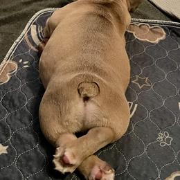 French Bulldog Puppies from Queenbeebullies