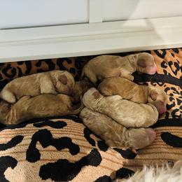 Cavapoos, Cockapoos, Goldendoodles, and Maltipoos from Perdue Puppies