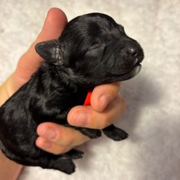 Red collar girl - Black female Cavapoo puppy in Eagle Mountain, Utah from Liberty Farms Puppies