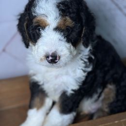 Boy3 - Tri-color male Bernedoodle puppy in Belgreen, Alabama from Scott’s Farm Poodles and Doodles