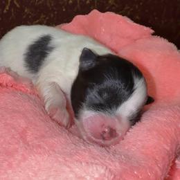Dottie - Blue merle female Pomeranian puppy in Los Angeles, California from AMAYSING Pups