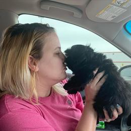Shih Tzu Puppies from The Anderson Farms Kennel