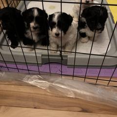 Havana Silk Dog Puppies from Marge Feiner