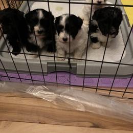 Havana Silk Dog Puppies from Marge Feiner