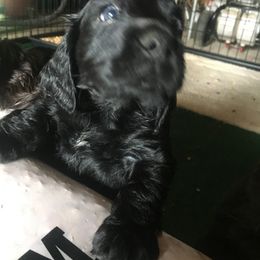 English Cocker Spaniel and Labrador Retriever Puppies from Blue Clay Kennels, LLC.
