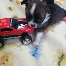 Chihuahua Puppies from SUWYN