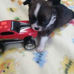 Chihuahua Puppies from SUWYN