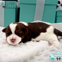 Morkie and Shorkie Puppies from Lil Luxe Pups