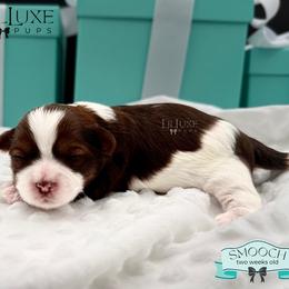 Morkie and Shorkie Puppies from Lil Luxe Pups
