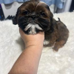 Tyler - Red and white male Shih Tzu puppy in Tenino, Washington from Fantasy Realm Shih Tzus