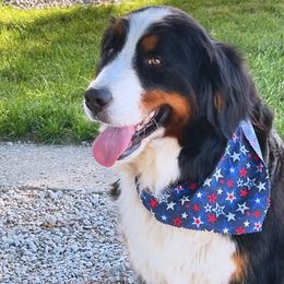 Bernedoodles and Bernese Mountain Dogs from Smokehouse Puppies