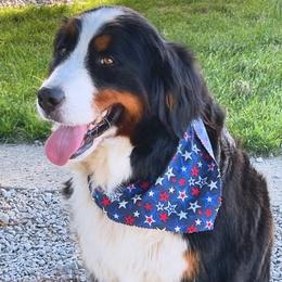 Bernedoodles and Bernese Mountain Dogs from Smokehouse Puppies