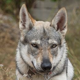 Esper - Czechoslovakian Vlcak