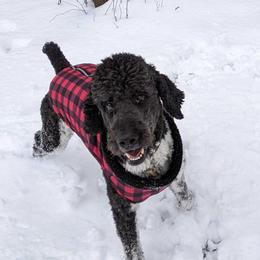 Elvis - Poodle