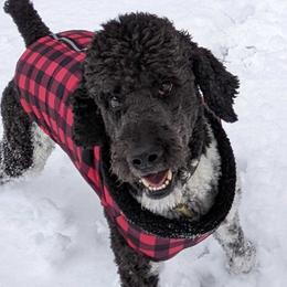 Elvis - Poodle