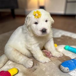 Yellow Girl - White female Great Pyrenees puppy in Red Bluff, California from River's Bend Walnut Orchard