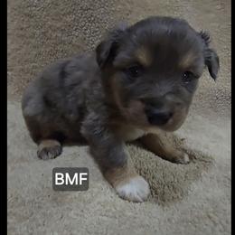 Jg5 - Blue merle female Miniature Australian Shepherd puppy in Bend, Oregon from Badlands Toy and Mini Aussies