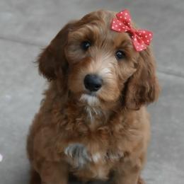 Hawkins Heritage Ruby Mae - Red  female Goldendoodle puppy in Moore, Oklahoma from Hawkins Heritage Goldendoodles