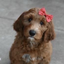 Hawkins Heritage Ruby Mae - Red  female Goldendoodle puppy in Moore, Oklahoma from Hawkins Heritage Goldendoodles
