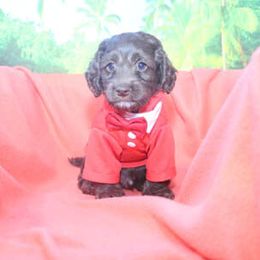 Cockapoo Puppies from JP Cockapoos LLC