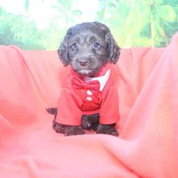 Cockapoo Puppies from JP Cockapoos LLC