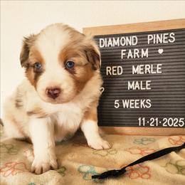Black - Red merle male Australian Shepherd puppy in Camp Verde, Arizona from Diamond Pines Farm