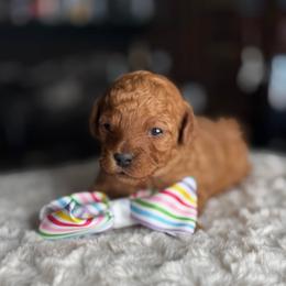 Dior - Red  male Poodle puppy in South Jordan, Utah from Wasatch Pup