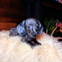 Valora - Dapple female Dachshund puppy in Washburn, Tennessee from Clinch Mountain Dachshunds