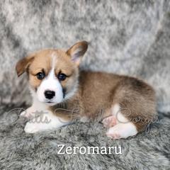 Boy 2 - Red Pembroke Welsh Corgi puppy in Cameron, North Carolina from Butts Family Corgis
