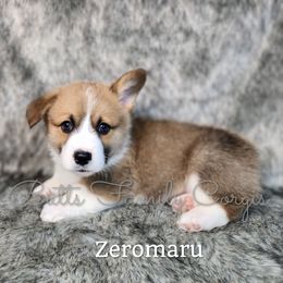 Boy 2 - Red Pembroke Welsh Corgi puppy in Cameron, North Carolina from Butts Family Corgis