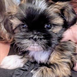 Cotton Candy - Sable and white female Shih Tzu puppy in Orange Park, Florida from Sweetz Kennelz