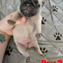 Boy 3 - Fawn male Pug puppy in Auburn, Kentucky from Prentice Family Pugs