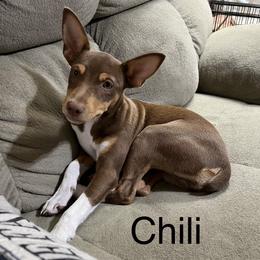 Chili - Rat Terrier