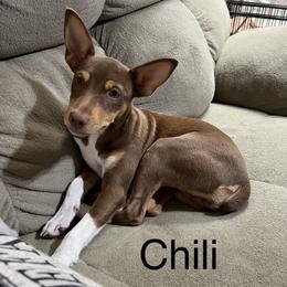 Chili - Rat Terrier