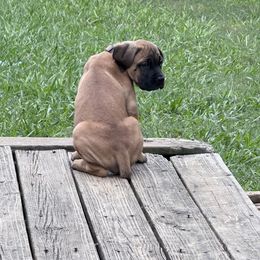 Cane Corso Puppies from Aries Legecy Cane Corso