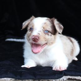 Border Collie Puppies from C Bar C Ranch