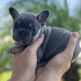 French Bulldog Puppies from Love & Frenchies
