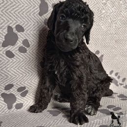 Ghost - Black female Poodle puppy in Nederland, Texas from Lingo Standard Poodles