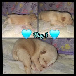 YellowBeard - Wheaten male Miniature Schnauzer puppy in Bloomington, California from Michael's Minis