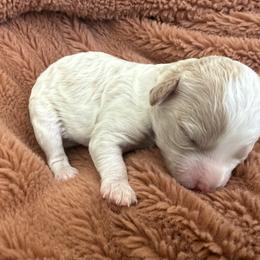 Rafael - White male Cavapoo puppy in Spanish Fork, Utah from Hamann's Cavapoo Puppies
