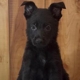 Shoka - Black male German Shepherd puppy in Beech Grove, Arkansas from Ze Zadnich lesu