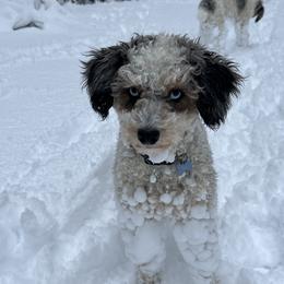 Zoe - Aussiedoodle