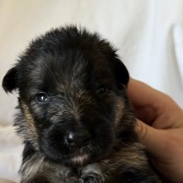 Remy - Black and red female German Shepherd puppy in Johnstown, Ohio from Vom Haus Neufus